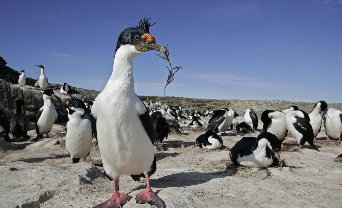 Antarctica, South Georgia, and the Falklands (Northbound)