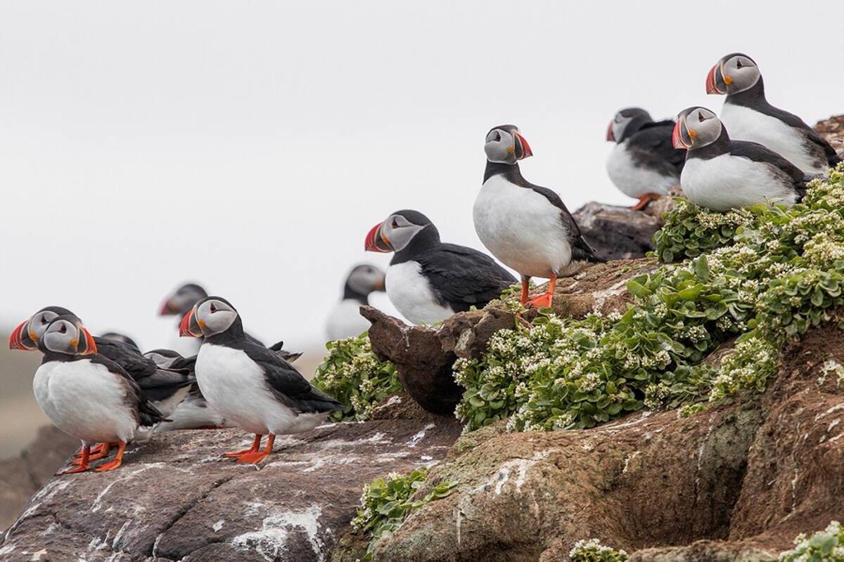 Svalbard, Greenland & Iceland - Arctic Odyssey Masthead