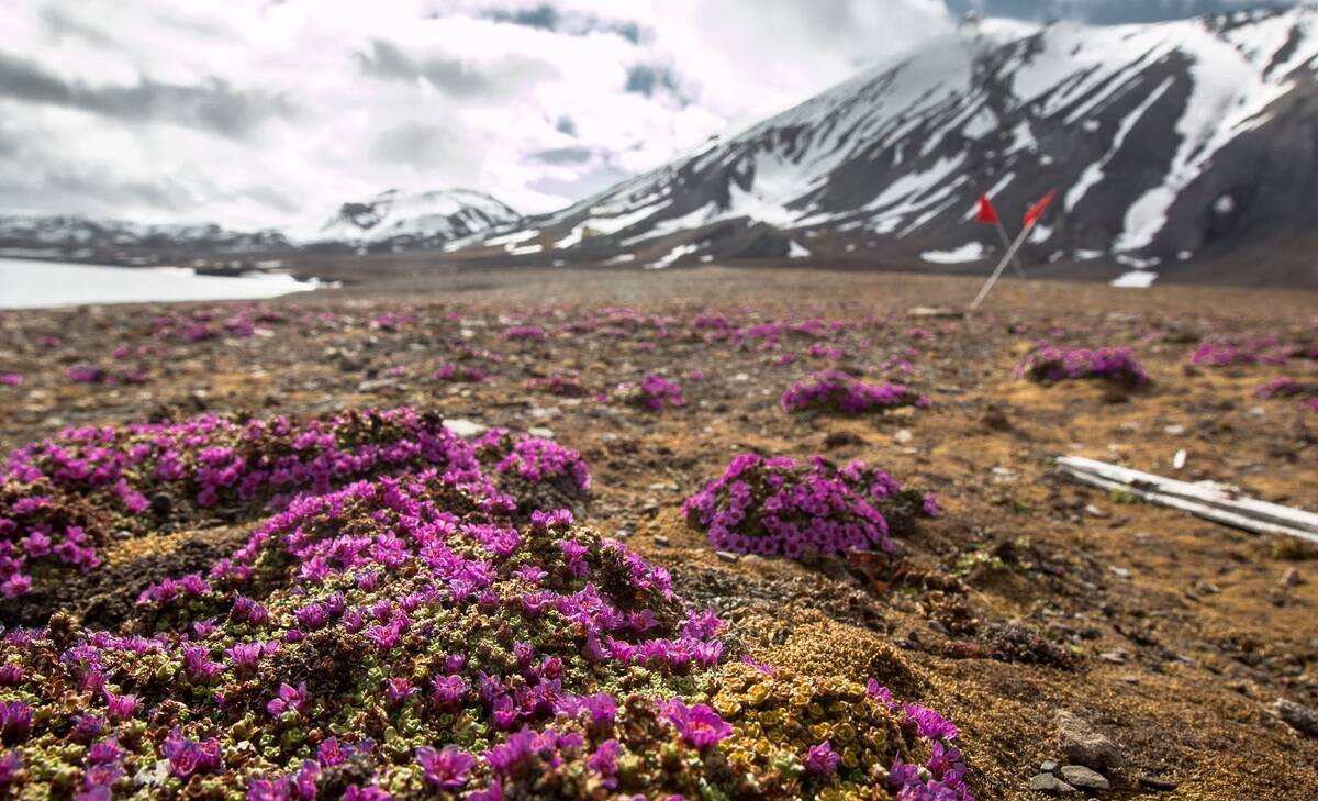 Svalbard, Greenland & Iceland - Arctic Odyssey