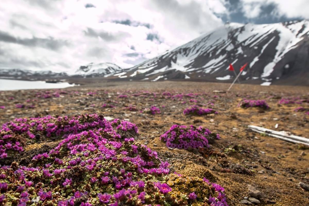 Svalbard & Polar Ice Edge