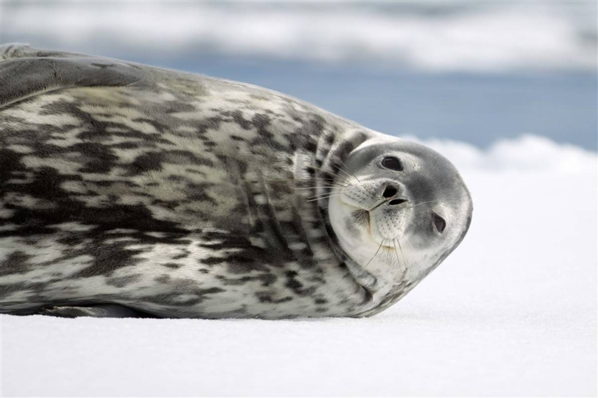 Emblematic Antarctica ex. Ushuaia