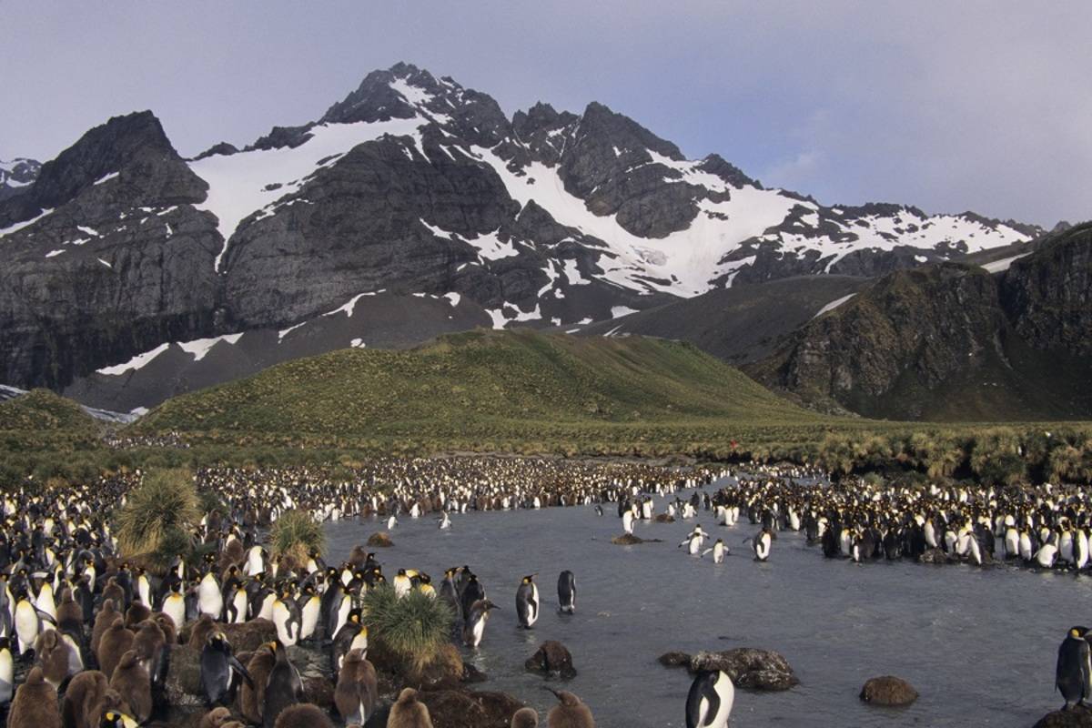 South Georgia & Antarctic Peninsula - Penguin Safari