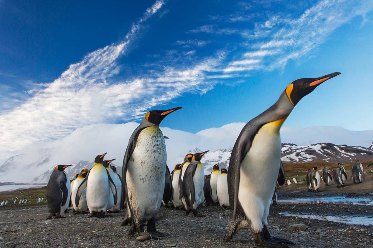 Falkland Islands, South Georgia and the Polar Circle