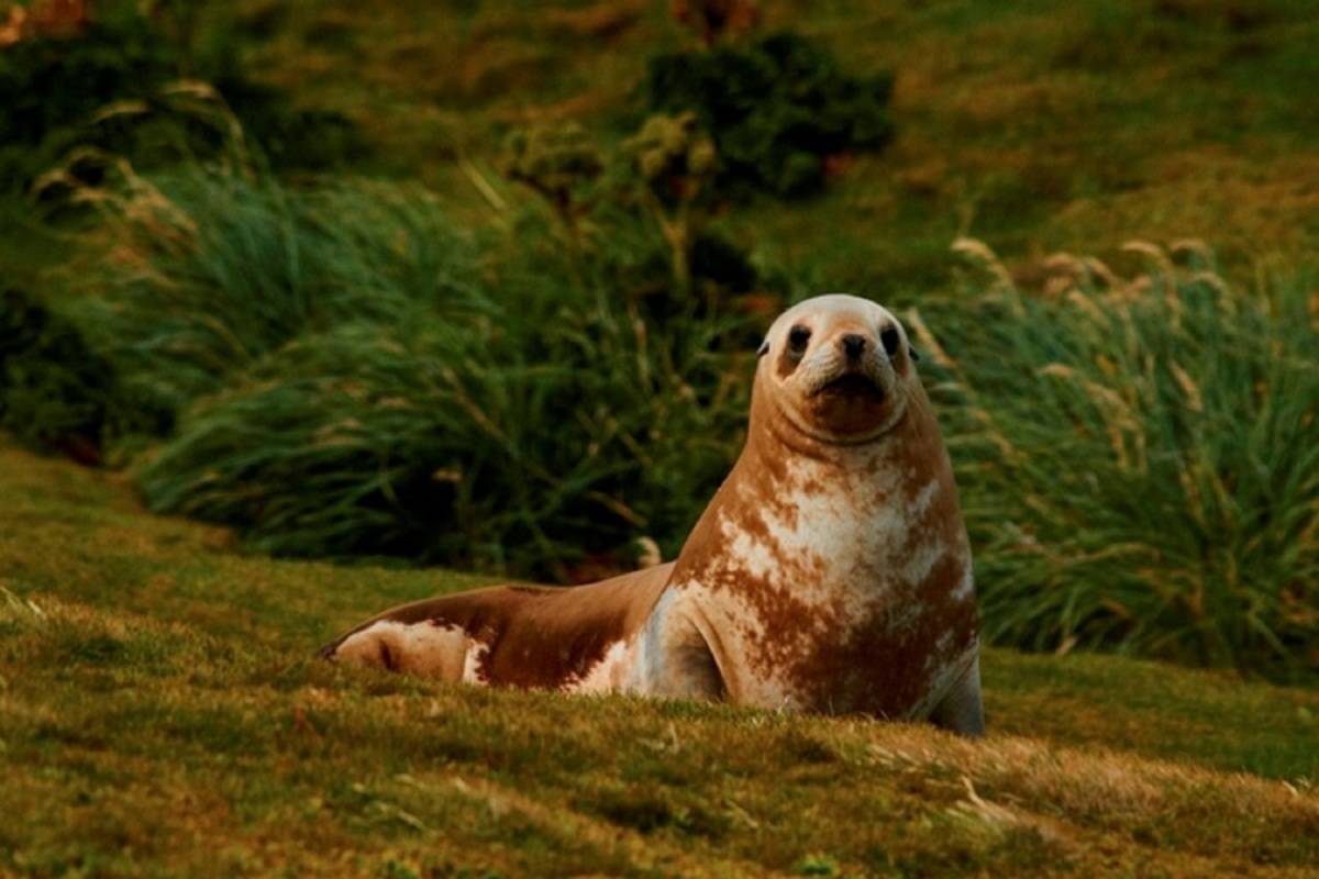 Sub-Antarctic Islands - Birding Down Under